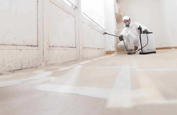 Black mold remediation team in Towaco